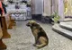 Câinele care vine ZILNIC la biserică şi motivul SFÂŞIETOR pentru care face asta