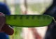 "Caviarul vegetal", mazărea care se vinde cu 700 de dolari kilogramul