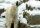 Ger extrem în SUA: atât de frig, încât ursul polar de la ZOO Chicago a fost mutat la adăpost