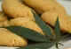 Preparate culinare cu marijuana, noua tendinţă la modă din gastronomia internaţională