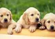 Cum pot fi adoptaţi câinii fără stăpân şi ce condiţii trebuie să îndeplineşti? 