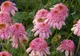 Echinacea, planta vindecătoare a iernii