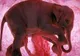 ULUITOR! Cum arată animalele ÎN UTER, înainte de naştere
