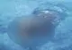 Descoperire MACABRĂ într-un lac din Suedia. Cel care a făcut-o a fugit cât l-au ținut picioarele