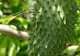 Fructul minune care poate invinge cancerul