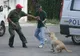HINGHERI SNOPIŢI ÎN BĂTAIE de bodyguarzi iubitori de animale