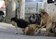 NOU INCIDENT în Gara de Nord din Timişoara: Tânăr ATACAT de o haită de câini 