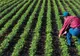 Ministerul Agriculturii a autorizat la plată peste 527 milioane de euro pentru fermierii români