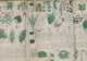 Nimeni nu a DESCIFRAT acest manuscris de 600 de ani. CE SECRET ascund plantele