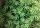 Studiu: Un compus purificat extras din marijuana reduce crizele de epilepsie