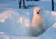 Un pui de urs polar topeşte inimile canadienilor. IMAGINI EMOŢIONANTE