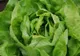 Doctor Menci: "Atenţie la SALATA VERDE din piaţă!"