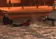COD PORTOCALIU. Slalom cu săniile şi snowboard-urile printre maşini