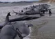 Noua Zeelandă: 39 de balene au murit după ce au eșuat pe o plajă
