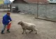 Ideea trăsnită a "ŢĂRANULUI SĂRAC" din Vrancea. Nici spaniolii nu s-au gândit la asta! 