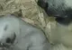 PREMIERĂ la ZOO în Munchen: MOMENTUL în care doi pui de urs polar deschid prima dată ochii