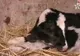 A rămas surprinsă când a văzut cum s-a născut un VIŢEL: "E opera lui Dumnezeu" 