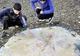 MEDUZĂ GIGANT, descoperită pe o plajă din Australia