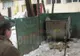 Mai mulţi câini maidanezi au fost ucişi: "Unii le dau mâncare, alţii îi otrăvesc!"