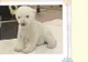Debut FANTASTIC la Zoo Toronto: cum se joacă în zăpadă un PUI de URS POLAR de 3 luni