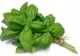 BUSUIOCUL, o adevarată plantă medicinală. Cum să tratezi ARSURILE LA STOMAC cu BUSUIOC
