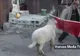 FABULOS! Cum se face CORRIDA cu un BERBEC în Vrancea