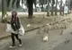 Imagini bizare: de ce este această femeie urmărită de sute de iepuri?