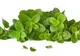 OREGANO, una dintre cele mai puternice arme ale naturii împotriva unui VIRUS