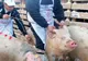 AVERTISMENT ANSVSA: RISC de pestă porcină africană în România