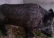 PORCI MISTREŢI, scoşi la vânzare pe INTERNET. Vânătorii sunt REVOLTAŢI