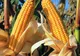 Porumbul modificat genetic poate fi cultivat pe teritoriul UE 