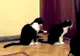 "Te rog, iartă-mă!". Videoclipul AMUZANT devenit VIRAL PE INTERNET