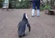 Pinguinul care a devenit un adevărat simbol în Japonia