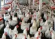OPORTUNITATE pentru crescătorii de animale 