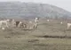 Un OM DE AFACERI, despre ORORILE prin care trece din cauza MAIDANEZILOR: "M-AM SĂTURAT"