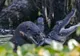 Imagini uluitoare care surprind momentul în care O VIDRĂ ATACĂ ŞI MĂNÂNCĂ UN ALIGATOR 