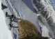 Imagini SPECTACULOASE surprinse de un VULTUR în Alpi