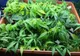 Doi bărbaţi care cultivau canabis în apartamentele din Bucureşti şi Teleorman, reţinuţi de DIICOT
