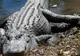 Descoperire EPOCALĂ legată de CROCODILI. Viitorul omenirii depinde de ASTA
