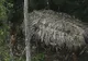 Descoperire uimitoare în jungla amazoniană: Oameni izolaţi de lumea exterioară