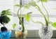 9 plante de interior magice care atrag dragostea, bucuria şi prosperitatea
