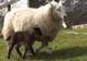 Creatură bizară în curtea unui fermier. Să fie minunea înainte de PAȘTE?