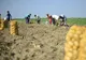 România, țara care va rămâne fără producție internă de cartofi