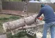 A tăiat un copac cu drujba şi a avut un şoc. Momentul magic a fost surprins de camera video