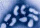 Un virus gripal asemănător aceluia care a făcut ravagii în 1918 ar putea să reapară