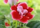 Cum se îngrijeşte gloxinia