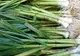 Beneficiile miraculoase ale consumului de usturoi verde