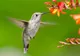 PASAREA COLIBRI, celebrată de ZIUA PAMANTULUI de GOOGLE cu un loc special. Ce este PASAREA COLIBRI
