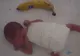 "După ce s-a născut copilul, l-am pus în buzunar". Povestea "copilului-banană" ajuns campion  