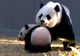 Un pui de urs panda a făcut furori la o grădină zoologică 